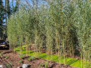 giardini-cherjardin_20240321_101748_1