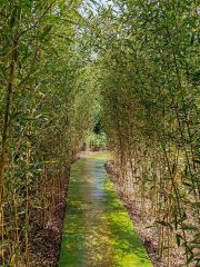 giardini-cherjardin_20240503_125654_1