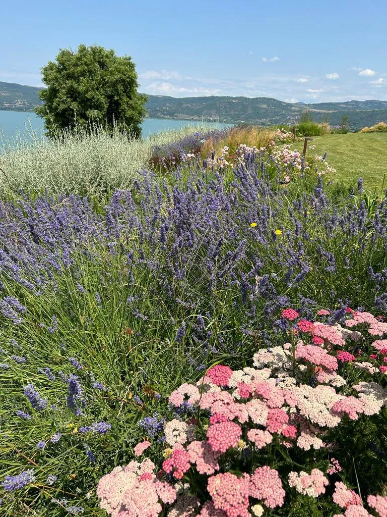 giardino mediterraneo con Achillea, lavanda, teucrium