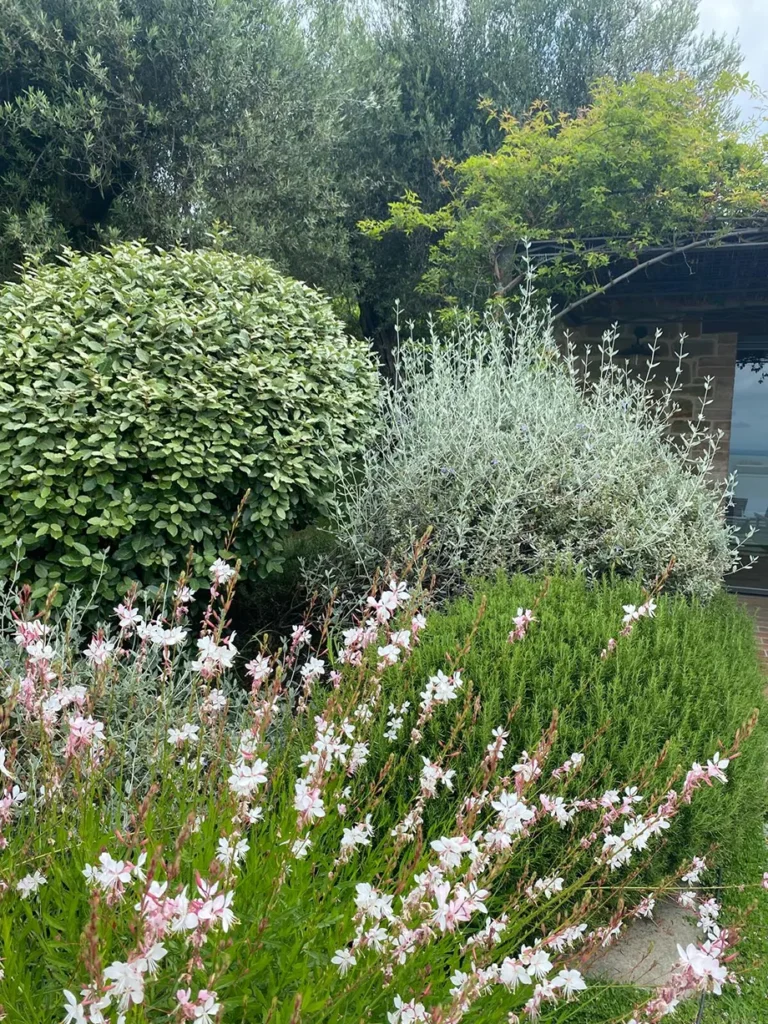 giardino mediterraneo - Lindheimeri, Alba, Teuricum,Eleagnus