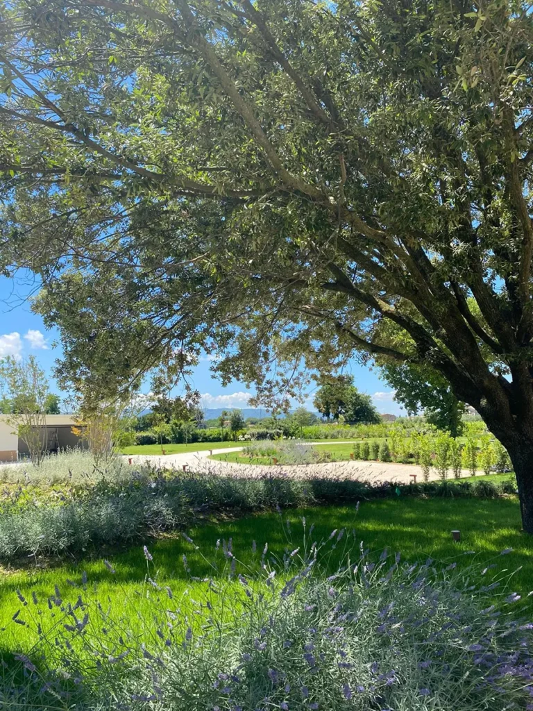 giardino mediterraneo lavanda officinalis