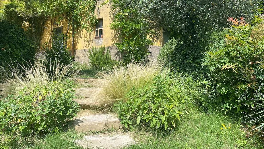 salvia officinalis in giardino mediterraneo