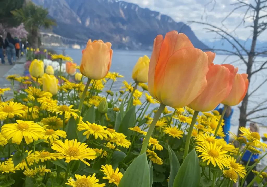 giardino in primavera