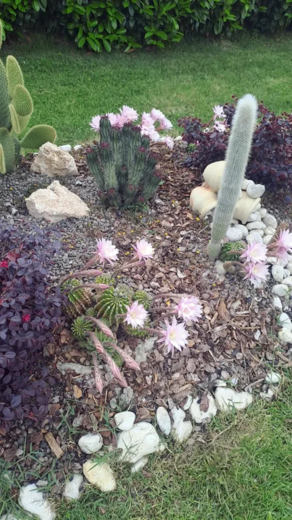 giardino con piante grasse