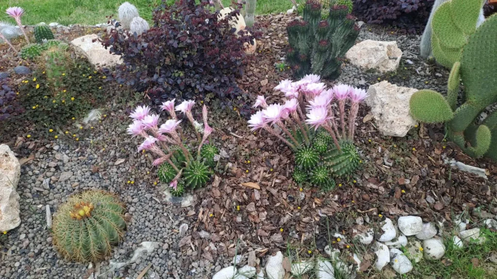 giardino piante grasse