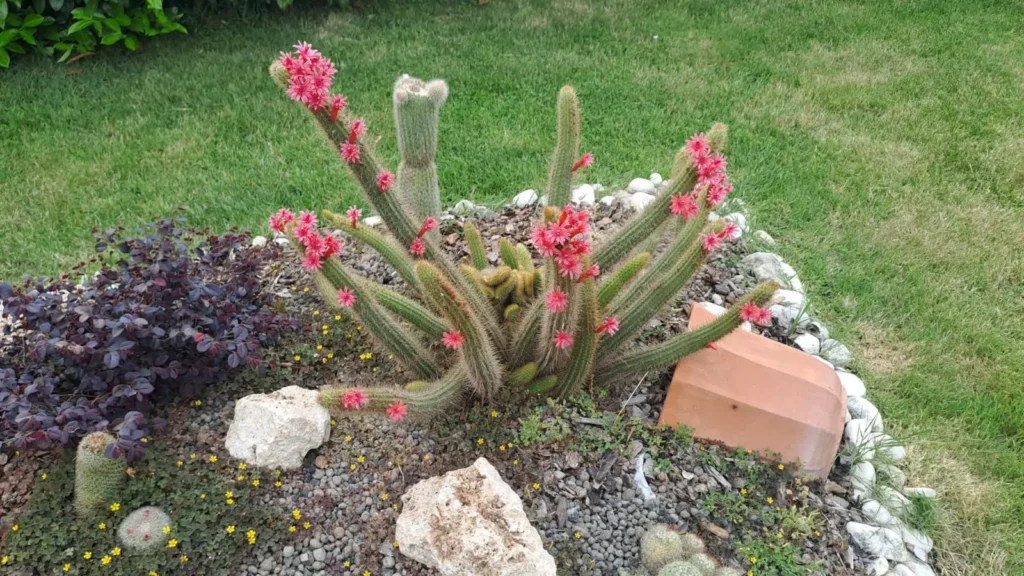 piante grasse in giardino