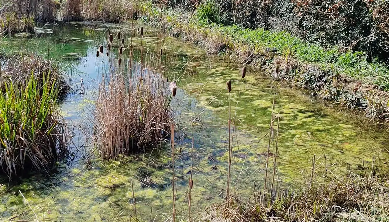 laghetto con piante