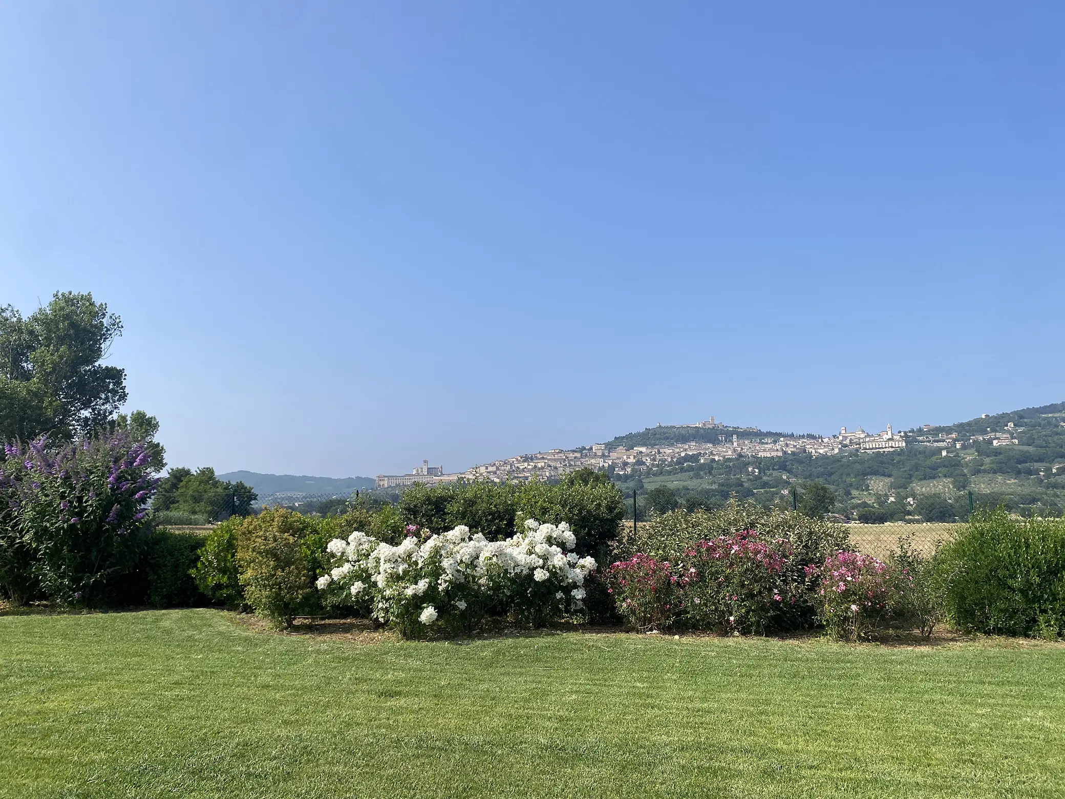 siepe stile naturale design giardino