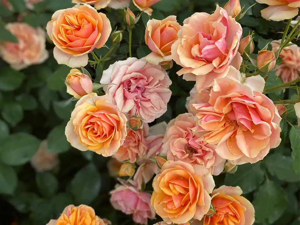 Rosa Francesca Marzotto Caotorta