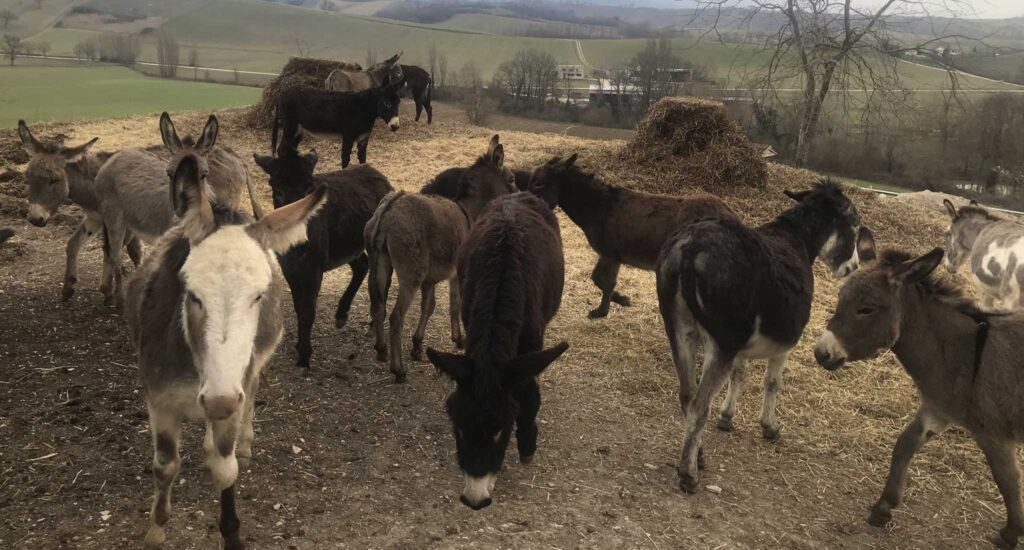 Consulenza agronomica aprus