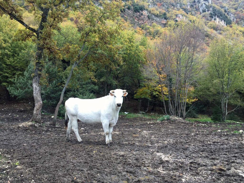 Consulenza agronomica