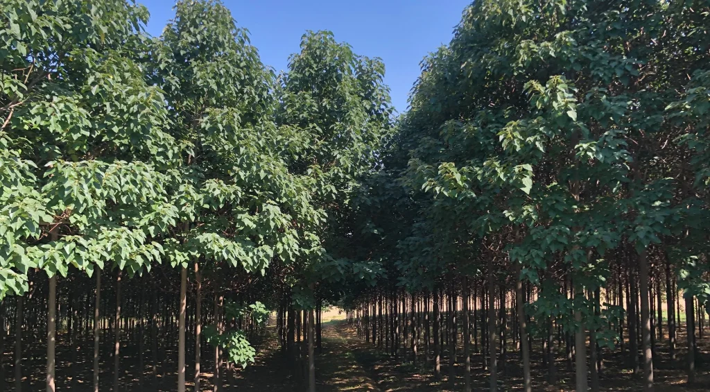 Paulownia Wonder-K-Green